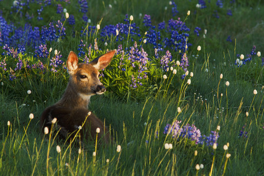 Black-tail Deer Fawn, alpine wildflowers