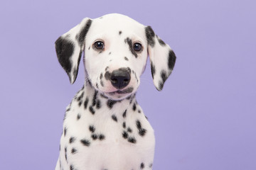 Portrait of a cute black and white dalmatian puppy dog on a lavender purple background facing the camera - obrazy, fototapety, plakaty