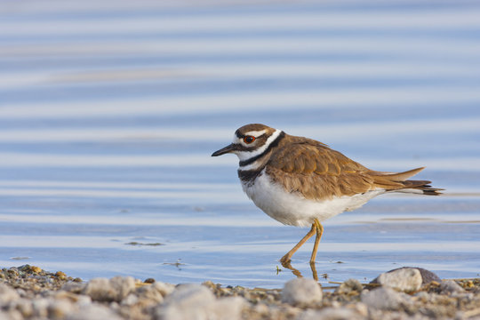 USA, Wyoming, Sublette County, Killdeer wading in pond.