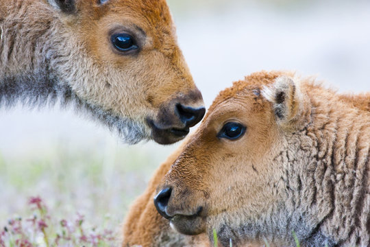 USA, Wyoming, Yellowstone National Park, Bison calves greeting each other.