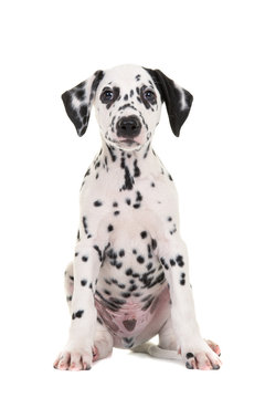 Cute black and white sitting dalmatian puppy dog facing the camera isolated on a white background