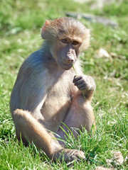 Hamadryas baboon (Papio hamadryas)