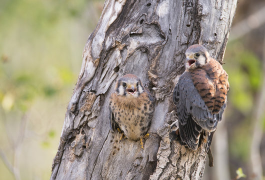 USA, Wyoming, Sublette County, American Kestrels fledging nest.