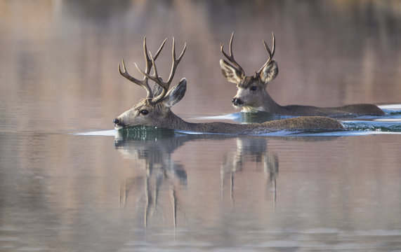 USA, Wyoming, Sublette County, Mule deer bucks swimming lake to migrate.
