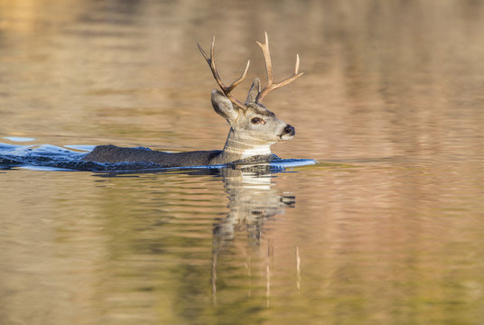 USA, Wyoming, Sublette County, Mule deer buck swimming lake to migrate south.