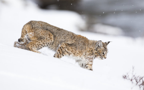 USA, Wyoming, Yellowstone National Park, Bobcat walking in snow towards Madison River