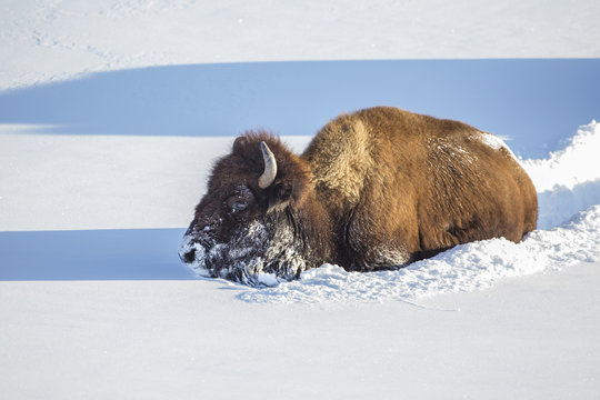 USA, Wyoming, Yellowstone National Park, Bison Cow breaking trail for herd in deep snow.