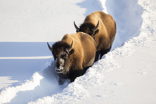 USA, Wyoming, Yellowstone National Park, Bison Cows walking down snow trail in winter.