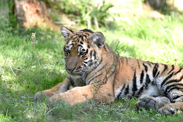 jeune tigre
