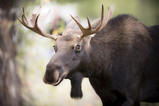 Teton National Park, Wyoming, USA.  Close-up of Bull Moose.