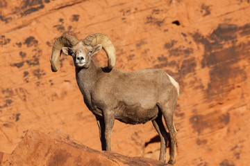 Fototapeta premium Desert Bighorn Sheep Ram