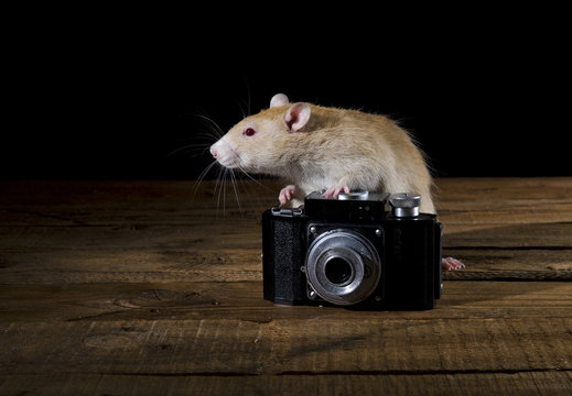 Rat - photographer.