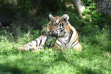 jeune tigre dans la nature