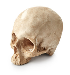 Human skull