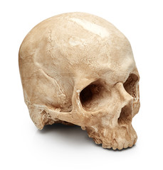 Male skull