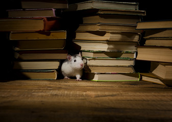 Rats and books.