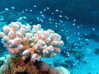 Naklejka na ściany i meble coral reef with beautiful white hard coral and exotic fishes at the bottom of tropical sea
