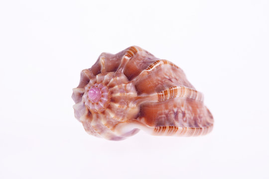 sea shell isolated on white background