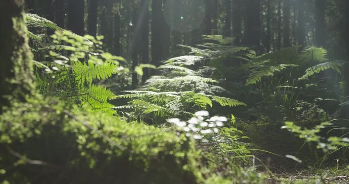 SLOW MOTION: Trees, roots and moss in the sunny woods