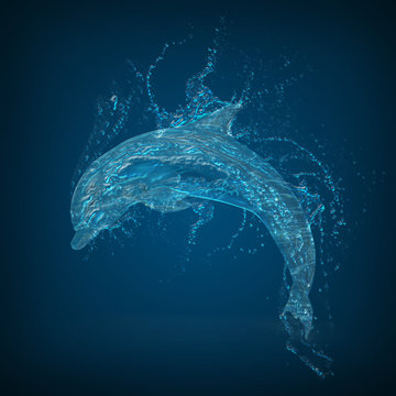 Dolphin water