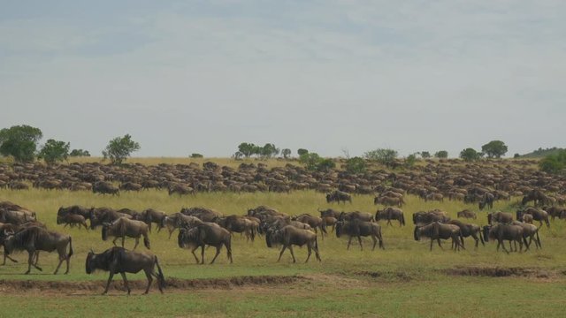 SLOW MOTION: Wildebeest Migration