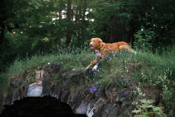 Dog in flowers in a park on the nature