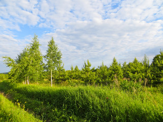 Naklejka premium Summer landscape with green trees