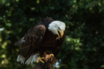 Portrait of a bald eagle (lat. haliaeetus leucocephalus)