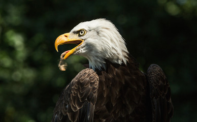 Portrait of a bald eagle (lat. haliaeetus leucocephalus)