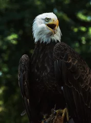 Foto op Plexiglas Portrait of a bald eagle (lat. haliaeetus leucocephalus) © murmakova
