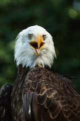 Obraz premium Portrait of a bald eagle (lat. haliaeetus leucocephalus)