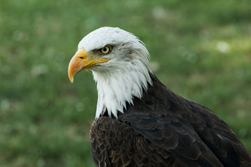 Obraz premium Portrait of a bald eagle (lat. haliaeetus leucocephalus)