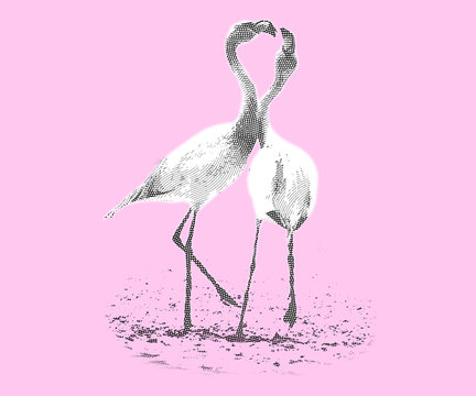 Flamingo love