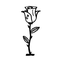 Rose sketch. Black outline on white background. Vector illustration.