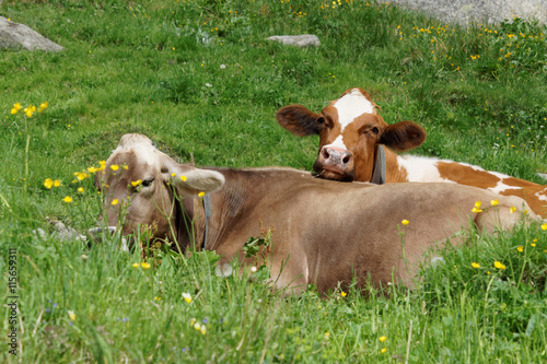 Download "Cows relaxing on eachother in the gras" Stock photo and ...