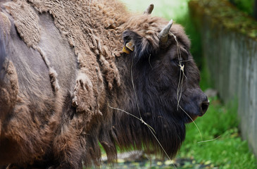 European bison in summer nice day in north Bohemia