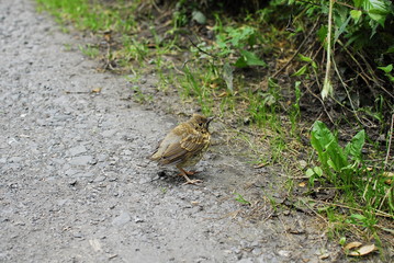Obraz premium exhausted bird by the wayside