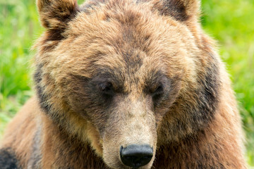 Alaska Wildlife Conservation Center