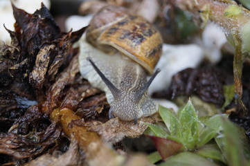 Weinbergschnecke im Garten 