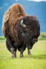 Alaska Wildlife Conservation Center © jon manjeot