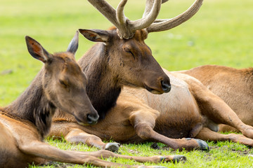 Alaska Wildlife Conservation Center