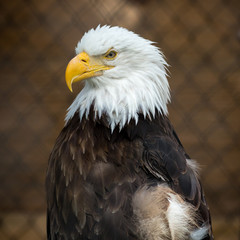 Alaska Wildlife Conservation Center