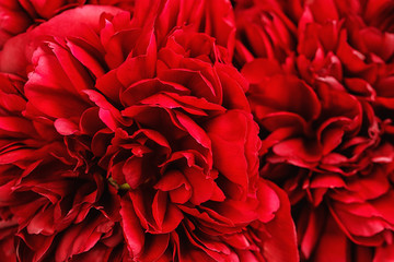 Close-up of a peonies