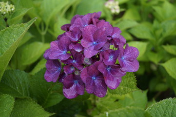Lila Bl&uuml;te der Bauernhortensie 
