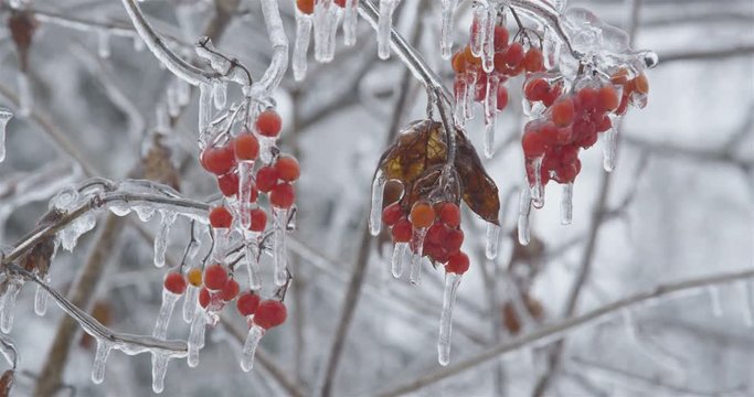 Viburnum opulus cluster of red berries in ice
