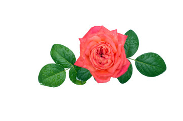 Pink rose with leaves after rain isolated on white.