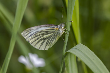 Grünader-Weißling (Pieris napae)