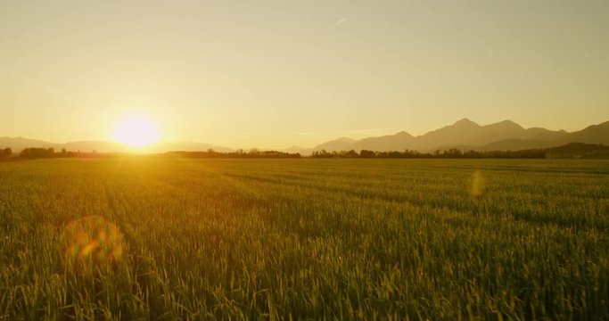 AERIAL: Green wheat field at sunset