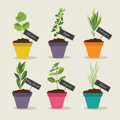 Herb garden with pots of herbs set 2, vector illustration