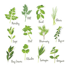 Set of herbs isolated, vector illustration - obrazy, fototapety, plakaty